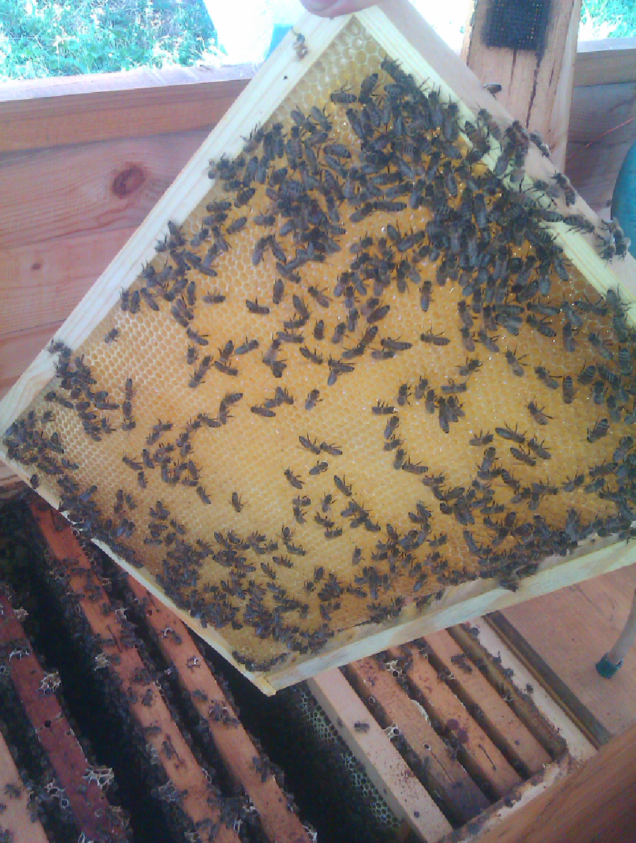 Пчелна къща с. Обнова